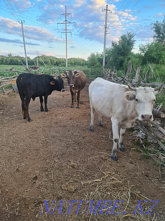 Cattle cows calves hay alfalfa Ush-Tyube - photo 3
