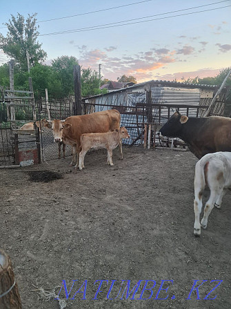 Cattle cows calves hay alfalfa Ush-Tyube - photo 1