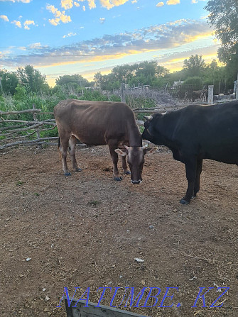 Cattle cows calves hay alfalfa Ush-Tyube - photo 4