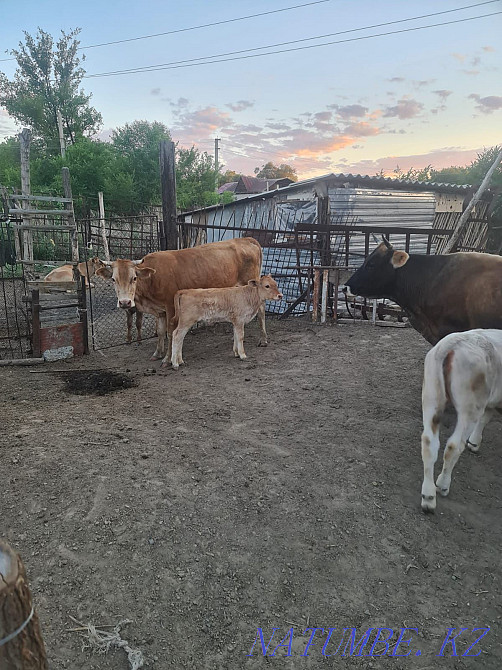 Cattle cows calves hay alfalfa Ush-Tyube - photo 1