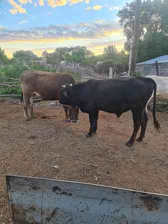 Корова стельная телята крупно рогатый скот крс Ush-Tyube