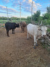 Корова стельная телята крупно рогатый скот крс Ush-Tyube