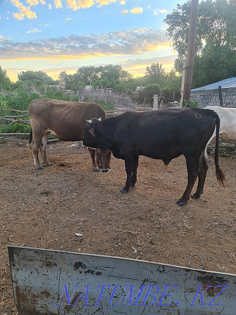 Корова стельная телята крупно рогатый скот крс Уштобе - изображение 3