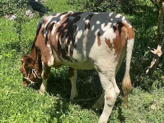 Продам молодую корову Almaty