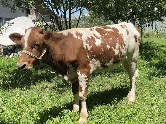 Продам молодую корову Almaty