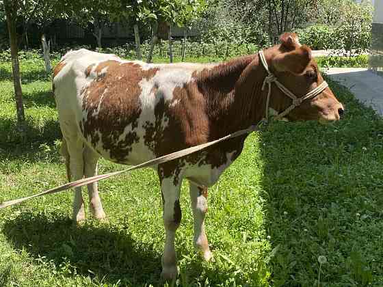 Продам молодую корову Алматы