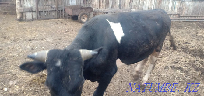 I will sell a bull and a cow for meat Kostanay - photo 2