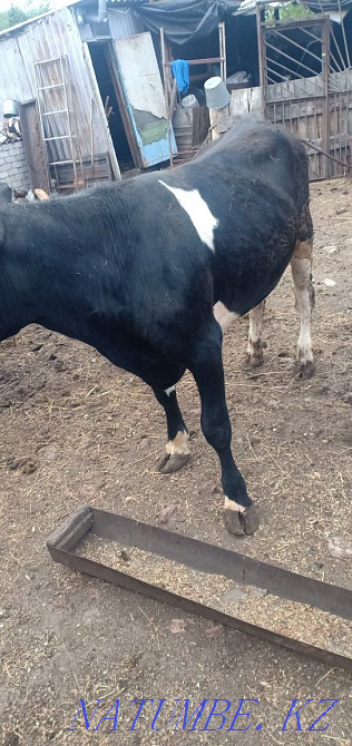 I will sell a bull and a cow for meat Kostanay - photo 3