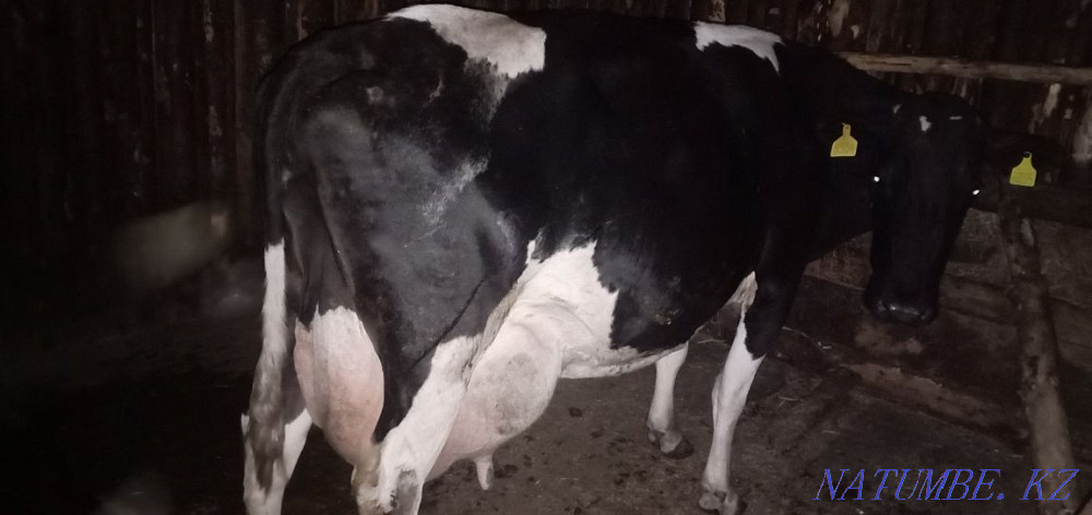 I will sell a bull and a cow for meat Kostanay - photo 4