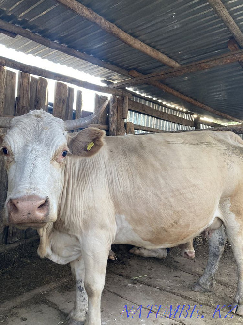 Selling a pregnant cow Semey - photo 2