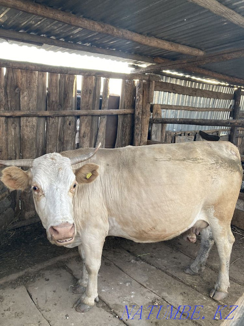 Selling a pregnant cow Semey - photo 1
