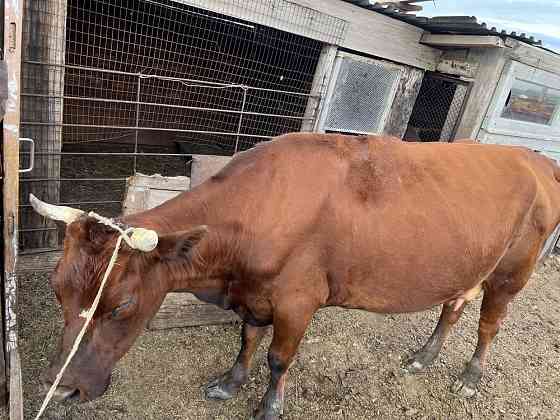 Продается корова Karagandy