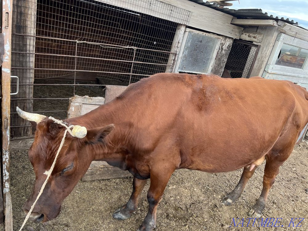 Продается корова Караганда - изображение 2