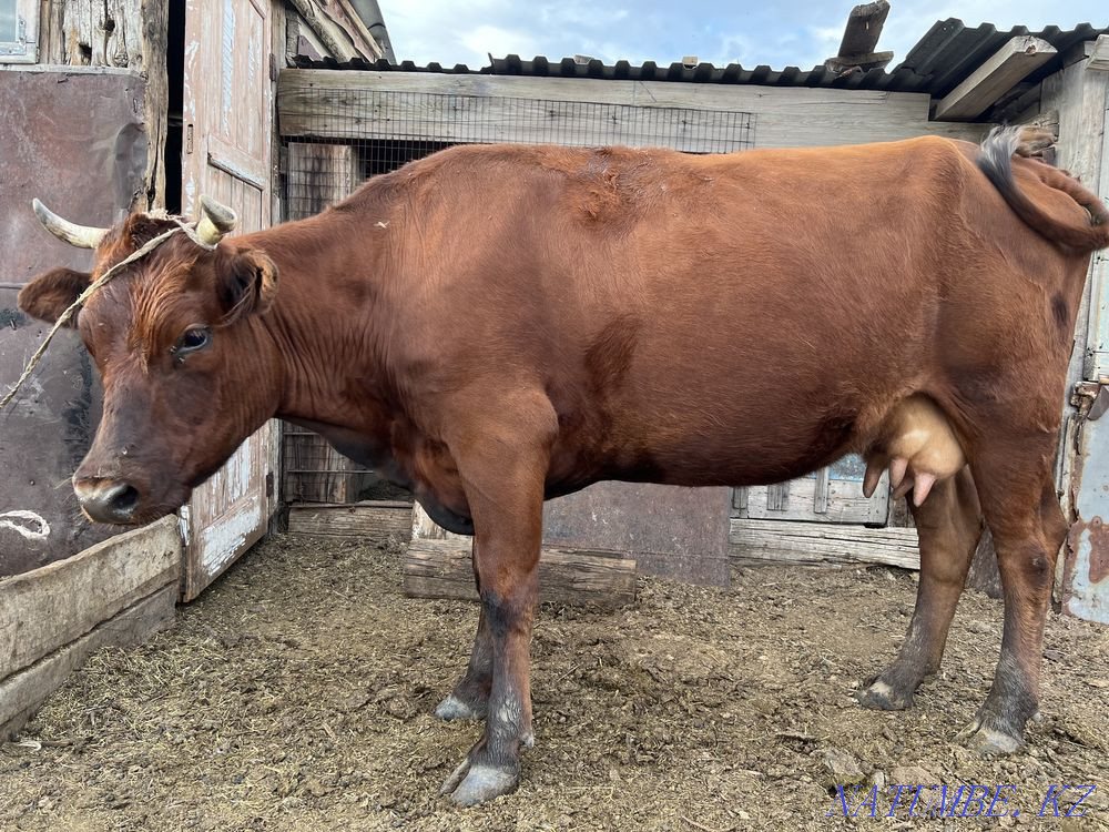 Продается корова Караганда - изображение 1