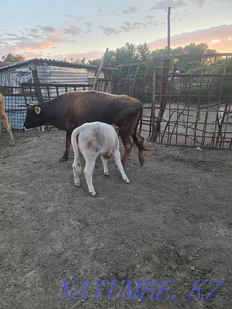 Cow calf bull calves Ush-Tyube - photo 2