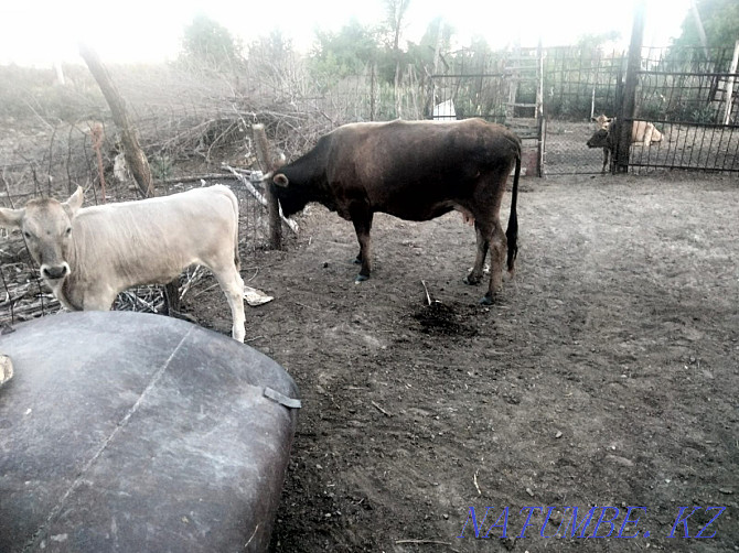 Cow calf bull calves Ush-Tyube - photo 1