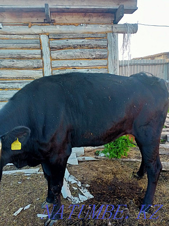 cow for sale  - photo 1
