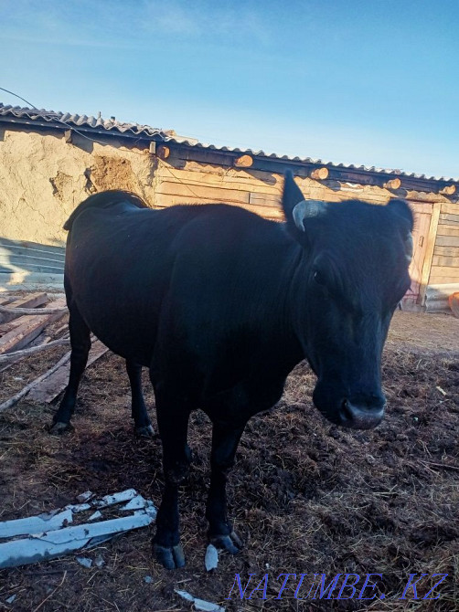 cow for sale  - photo 2