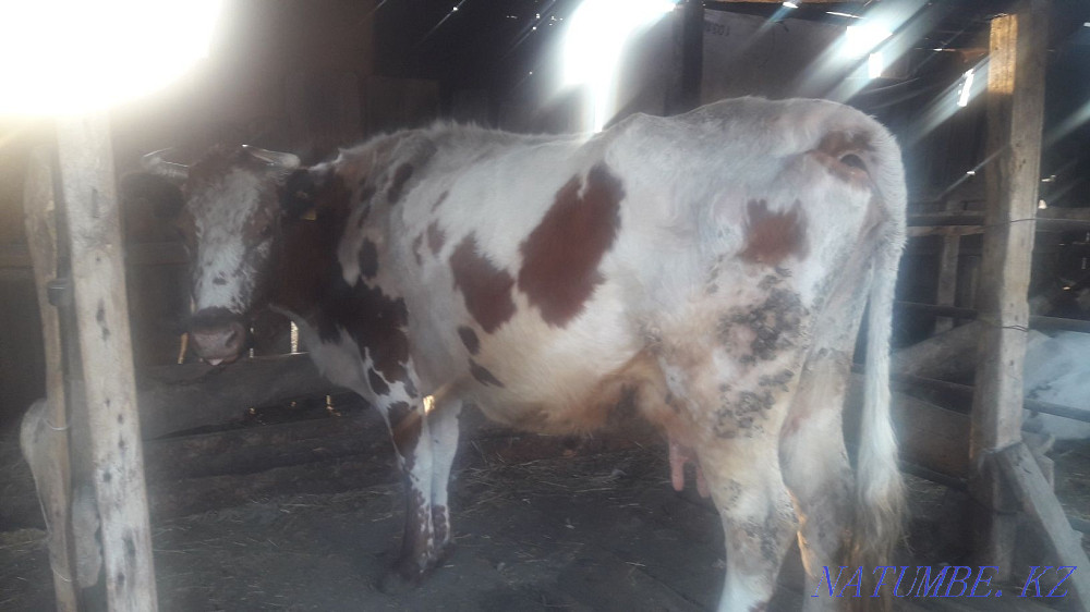 Продам 2 коровы и телочку ,село Оркен, целинная 11,звоните вечером.  - изображение 1