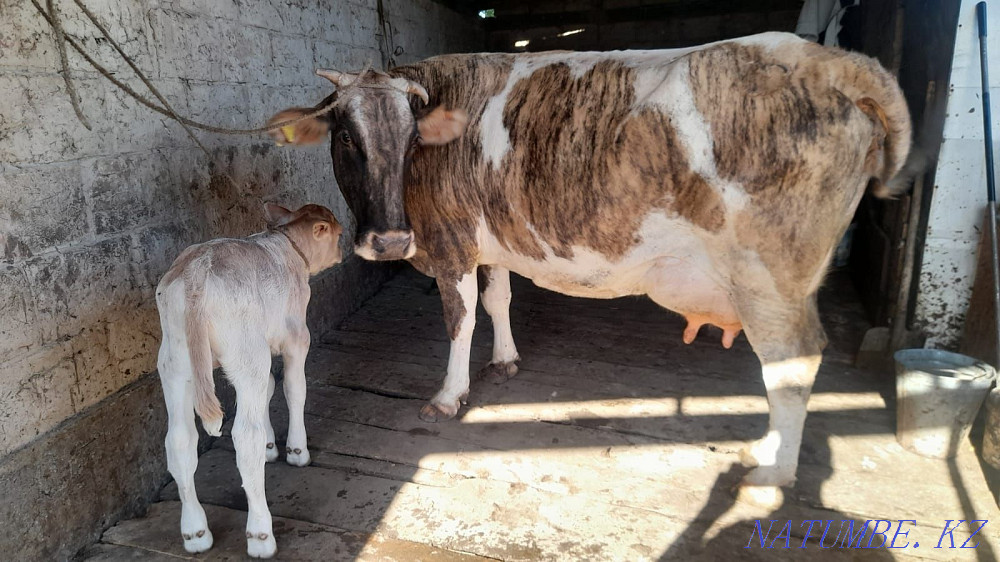 Milch cow. Sauyndy siyr Бесагаш - photo 2