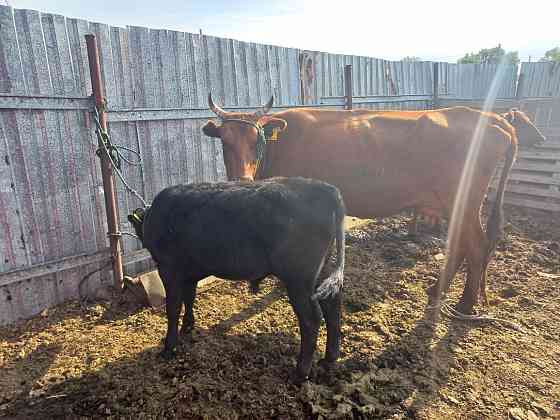 Продаётся корова с теленком Karagandy