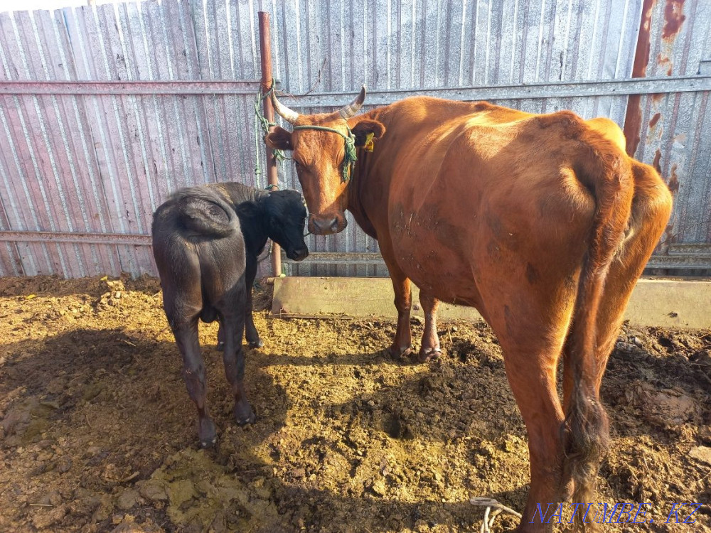 Сиыр мен бұзау сатылады  Қарағанды - изображение 2