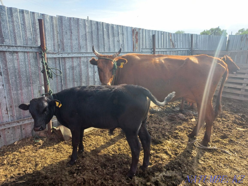 Сиыр мен бұзау сатылады  Қарағанды - изображение 3