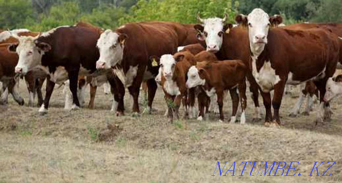 Продаются поросята, корова и тёлка! Караганда - изображение 1