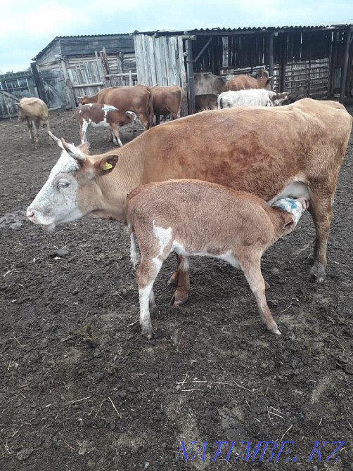 Бычки, коровы с подсосными телятами  - изображение 1