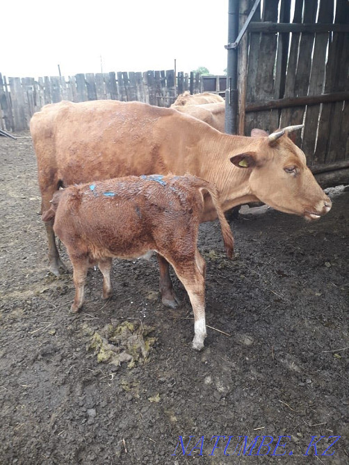 Бычки, коровы с подсосными телятами  - изображение 4