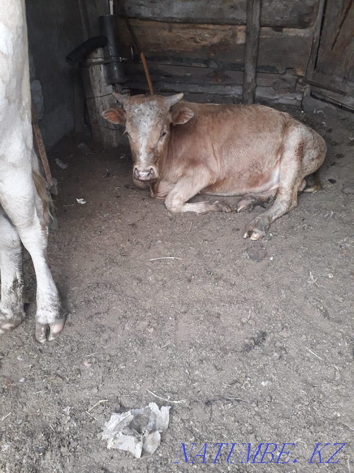 Бычки, коровы с подсосными телятами  - изображение 3