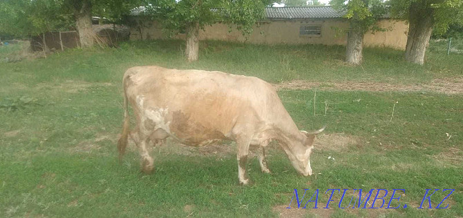 Молочная корова на продажу  - изображение 1
