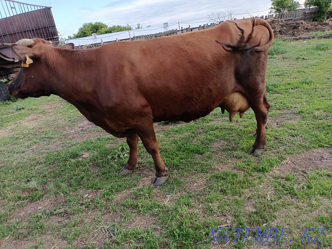 dairy cow for sale  - photo 3