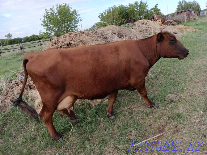 dairy cow for sale  - photo 1