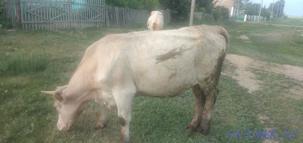 Молодая дойная корова  - изображение 1