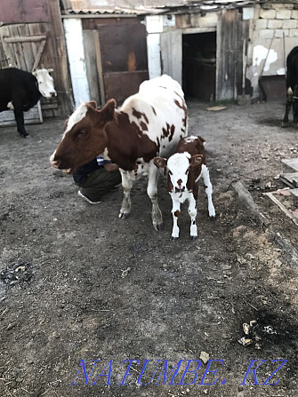 A cow with a calf. Kokshetau - photo 2