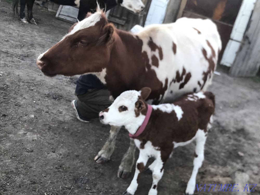 A cow with a calf. Kokshetau - photo 1