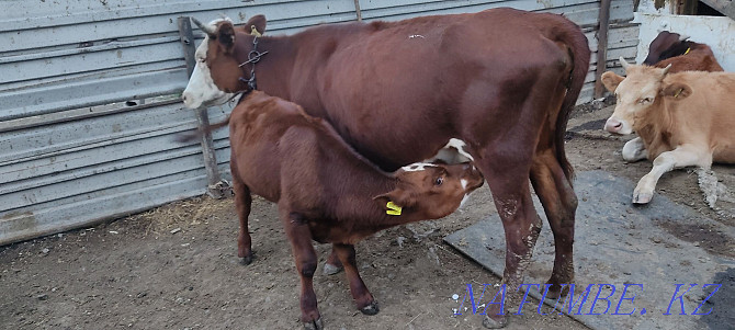Б?заулы сиыр Корова с телёнком Темиртау - изображение 2
