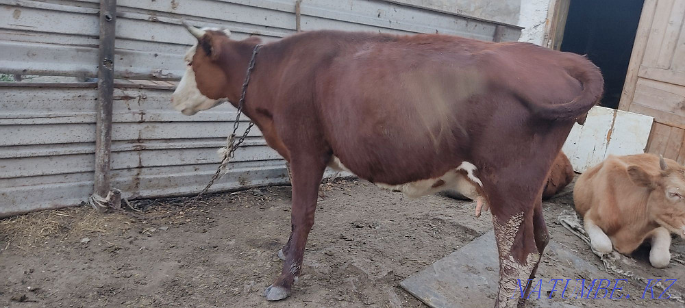 Б?заулы сиыр Корова с телёнком Темиртау - изображение 4