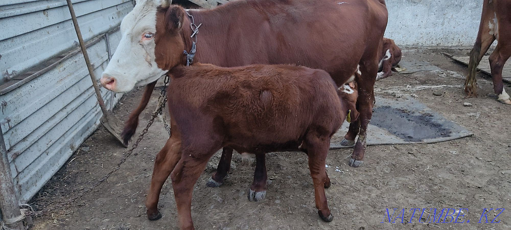 Б?заулы сиыр Корова с телёнком Темиртау - изображение 3
