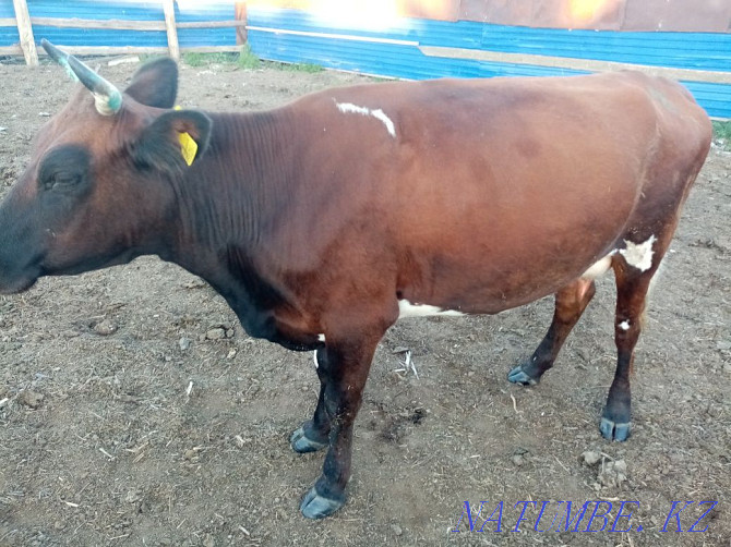 I will sell a cow in the village of Koktogay  - photo 2
