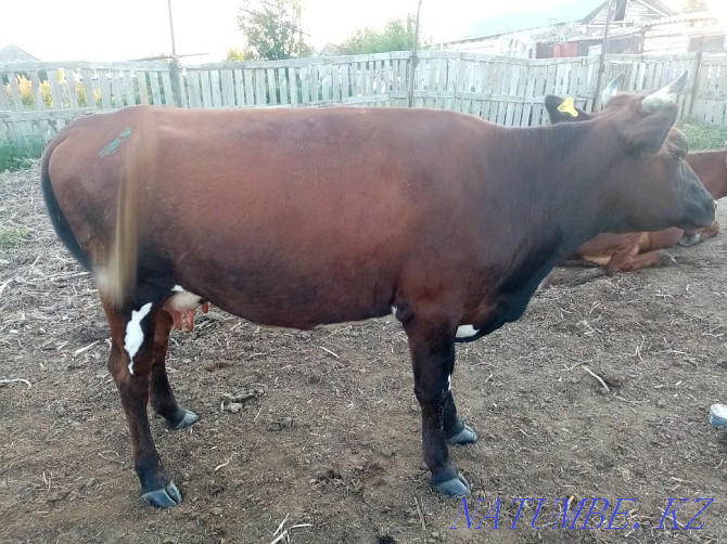 I will sell a cow in the village of Koktogay  - photo 3