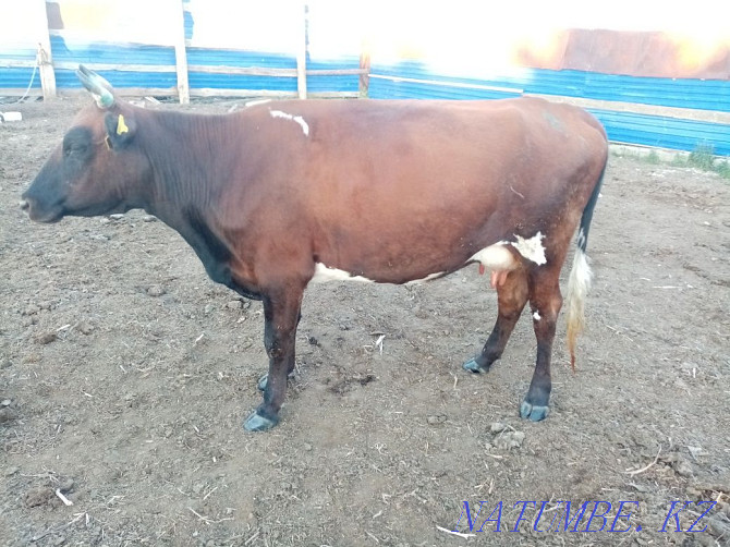 I will sell a cow in the village of Koktogay  - photo 4