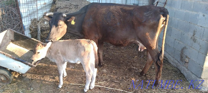I sell 2 dairy cows one with a calf Шелек - photo 1