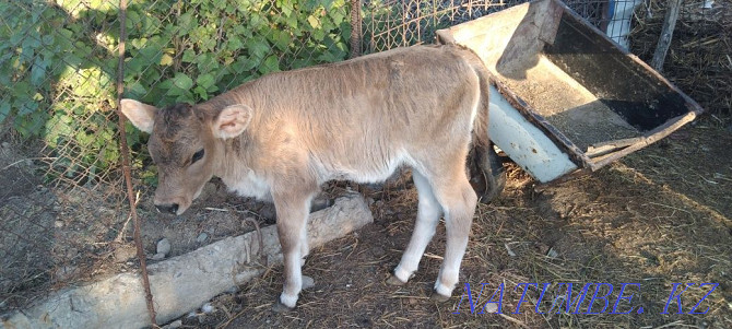 I sell 2 dairy cows one with a calf Шелек - photo 3