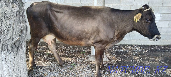 I sell 2 dairy cows one with a calf Шелек - photo 2