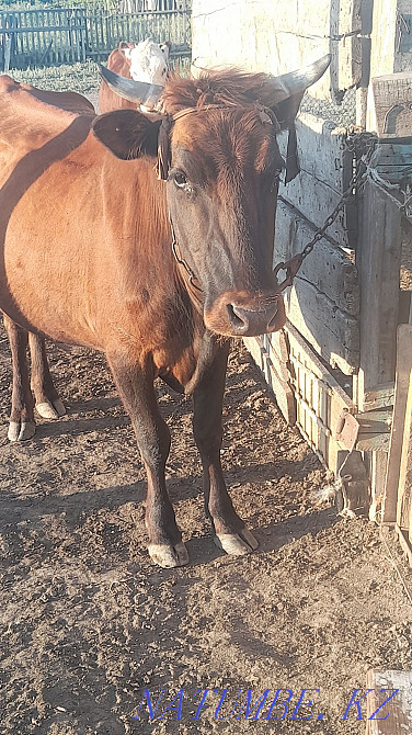 Продам корову дойную. Макинск - изображение 2