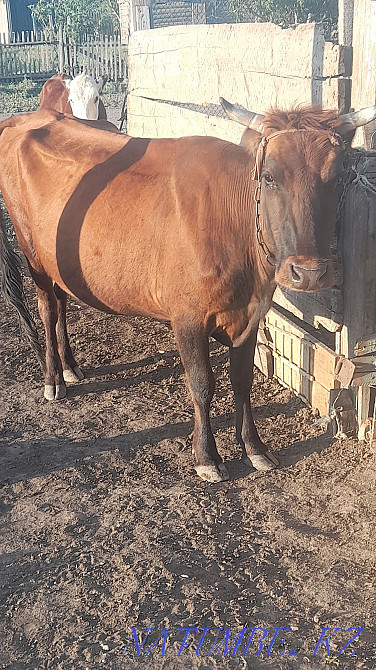 Продам корову дойную. Макинск - изображение 3