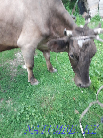 Продам корову Алатау  - изображение 2