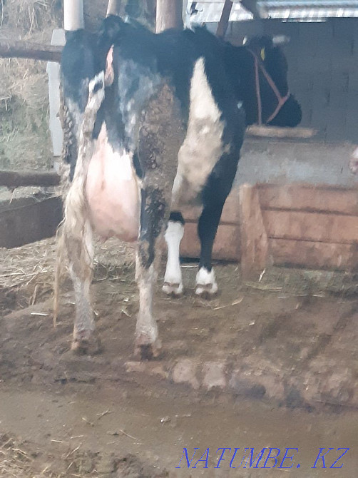 Коровы высокоудойные  - изображение 2